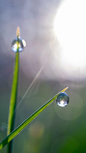 Macro dew